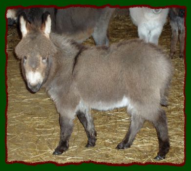 Perc, Donkey For Sale