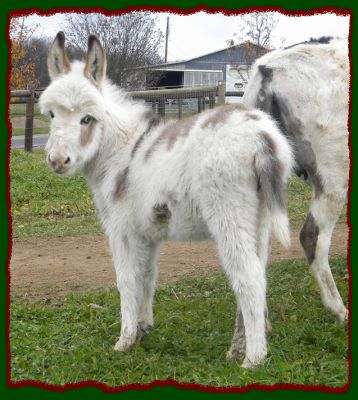 Shorecrests Piper, Spotted Miniature Donkey For Sale