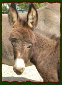 Shorecrests Tabatha, miniature donkey jennet for sale