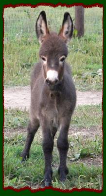 Shorecrests Tammie, miniature donkey jennet for sale