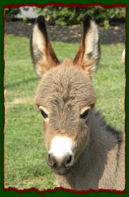 Shorecrests Tasha, miniature donkey jennet for sale