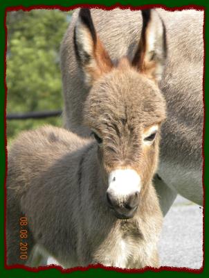 Shorecrests Tasha, miniature donkey jennet for sale