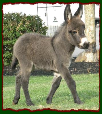 Shorecrests Taylor, miniature donkey jennet for sale