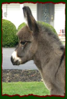 Shorecrests Taylor, miniature donkey jennet for sale