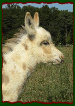 Shorecrests Theodore, spotted miniature donkey jack for sale