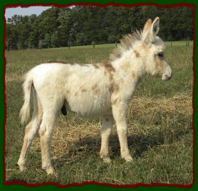 Shorecrests Theodore, spotted miniature donkey jack for sal