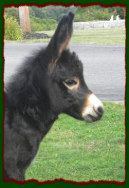 Black miniature donkey jack for sale