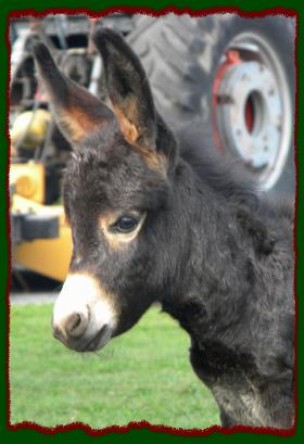 Black miniature donkey jack for sale