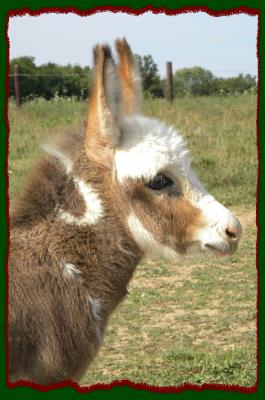 Shorecrests Teena, spotted miniature donkey jennet for sale