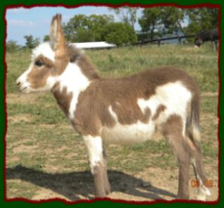 Shorecrests Teena, spotted miniature donkey jennet for sale