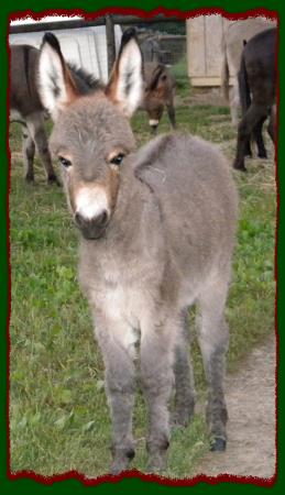Shorecrests Tonya, miniature donkey jennet for sale