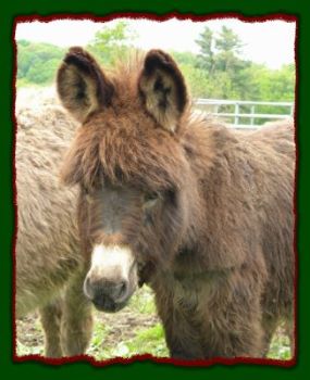 Shorecrests Tracer, miniature donkey for sale