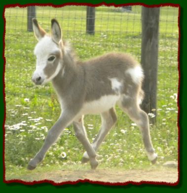 Shorecrests Gunner, spotted miniature donkey jack for sale