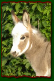 Shorecrests Gunner, spotted miniature donkey jack for sale
