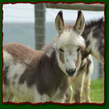 Miniature donkey for sale