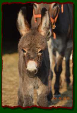 Lucille, miniature donkey for sale