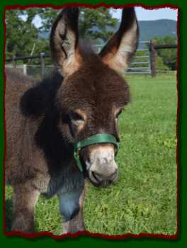 Shorecrests Lucky, miniature donkey for sale at Shorecrests  Farm