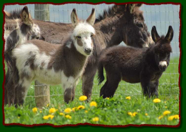 Miniature donkeys for sale!