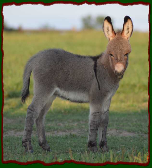 Shorecrests Lyndsie, miniature donkey for sale