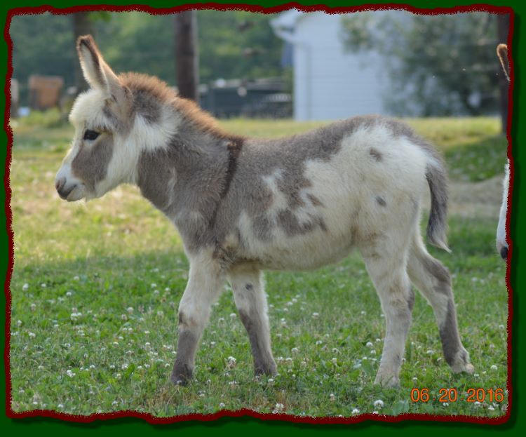 Shorecrests Olivia, spotted miniature donkey jennet for sale.
