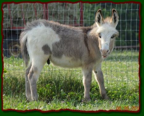 Shorecrest Oscar, miniature spotted donkey for sale at Shorecrest Farm
