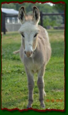 Shorecrest Oscar, miniature spotted donkey for sale at Shorecrest Farm