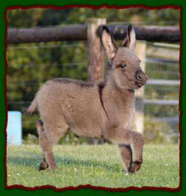 Miniature Donkeys For Sale 