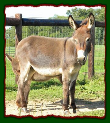 Shorecrests Elegance, miniature donkey for sale
