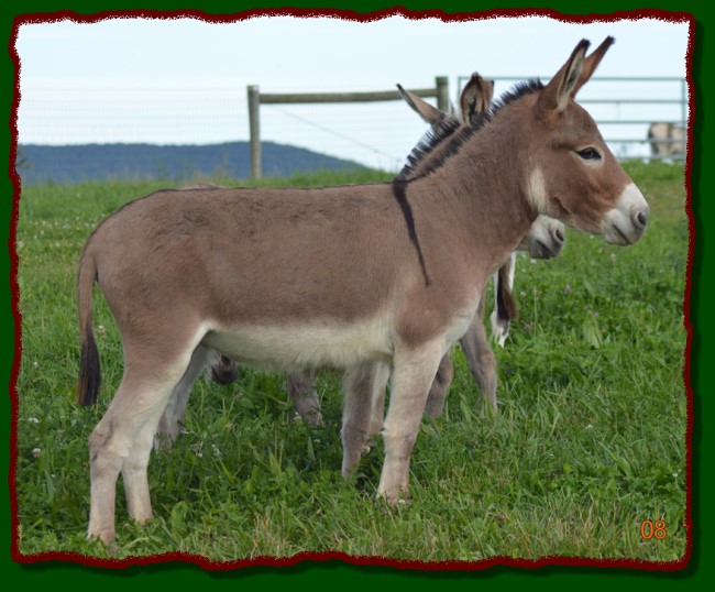 Shorecrests Gabrielle, miniature donkey for sale