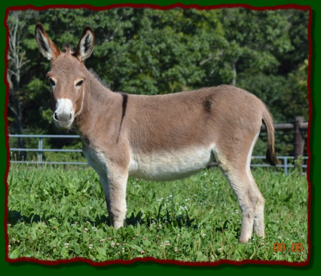 Shorecrests Gabrielle, miniature donkey for sale