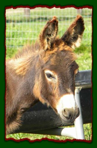 Shorecrests Tracer, miniature donkey for sale
