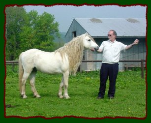 Apple Jack - Welsh Stallion Pony - For Reference Only