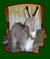 Miniature Donkey, Angelica (7348 bytes)