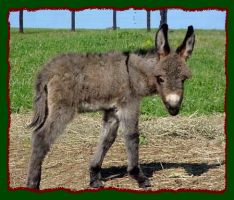 Miniature Donkey, Angelica (13,788 bytes)