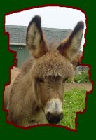 Miniature Donkey, Angelica (6457 bytes)
