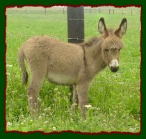Miniature Donkey, Angelica (11,461 bytes)