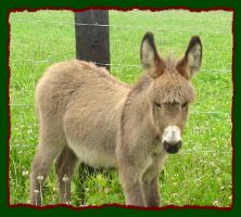 Miniature Donkey, Angelica (12,209 bytes)
