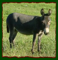 Anna, pet quality miniature donkey for sale to approved home only! (11,541 bytes)