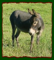 Anna, pet quality miniature donkey for sale to approved home only! (11,700 bytes)