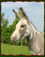 Miniature Donkey Brood Jennet, Windcrest Miss Betsy (8731 bytes)