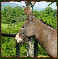 Miniature Donkey Brood Jennet, Lynne Dean Farm Corydalis (12,471 bytes)