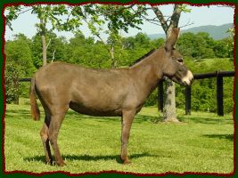 Miniature Donkey Brood Jennet, Lynne Dean Farm Corydalis (19,079 bytes)