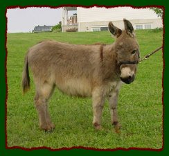 Shorecrests Dexter, miniature donkey 