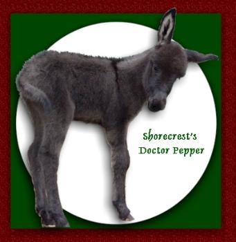Shorecrest's Doctor Pepper, smoky back miniature jack for sale! (15,788 bytes)