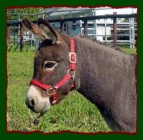 Miniature Donkey, Gemmie (11,038 bytes)