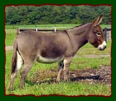 Miniature Donkey, Gemmie (12,690 bytes)