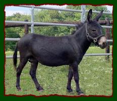 Miniature Donkey Herd Sire, Heartland Acres Gus (11,473 bytes)
