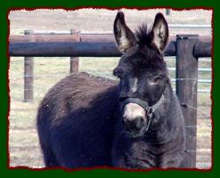 Miniature Donkey Herd Sire, Heartland Acres Gus (10,680 bytes)