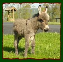 Gray Jack w/star miniature donkey for sale, Shorecrest's Jesse James (10,731 bytes)