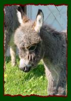 Gray Jack w/star miniature donkey for sale, Shorecrest's Jesse James (7205 bytes)